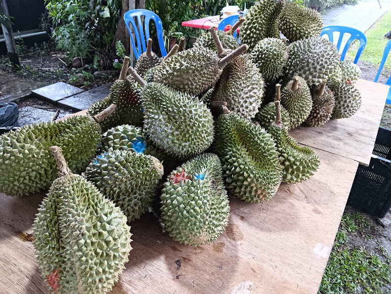 DURIAN CIKGU
