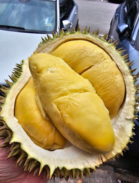 Durian Malaysia AAA