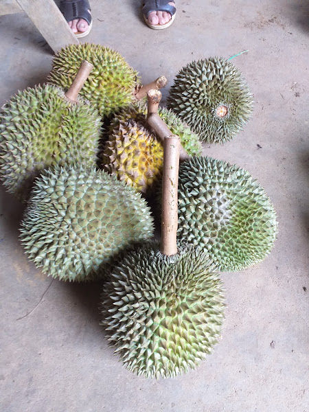 Chung's Mini Durian Farm