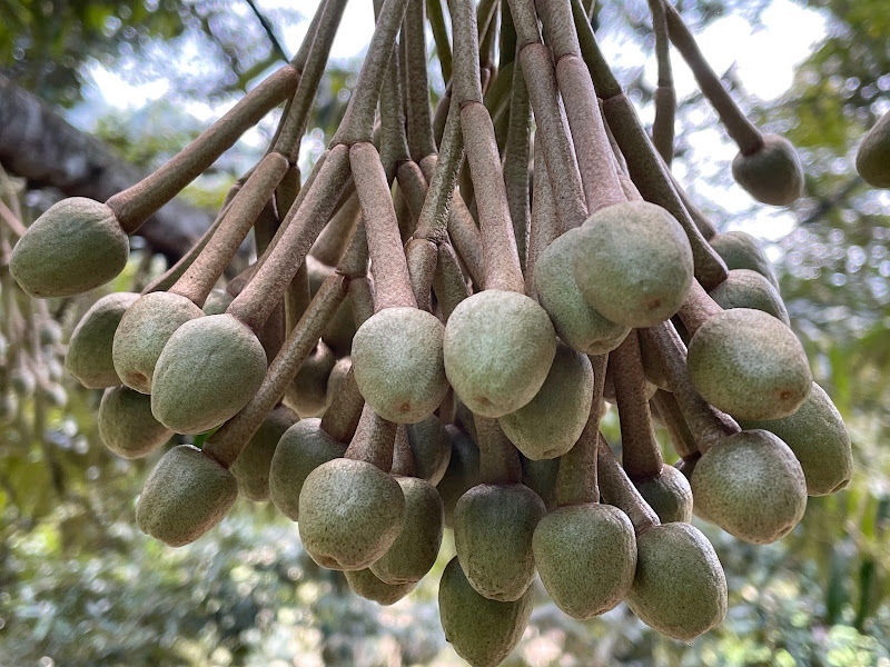 M & M balik pulau durian farm