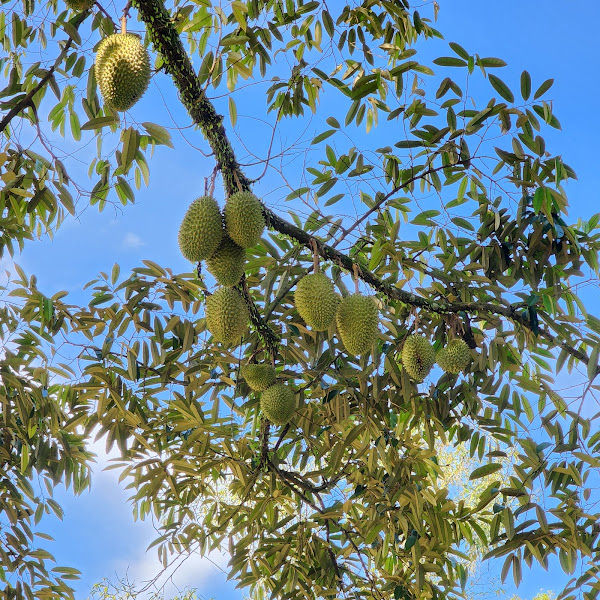 文冬正宗榴莲