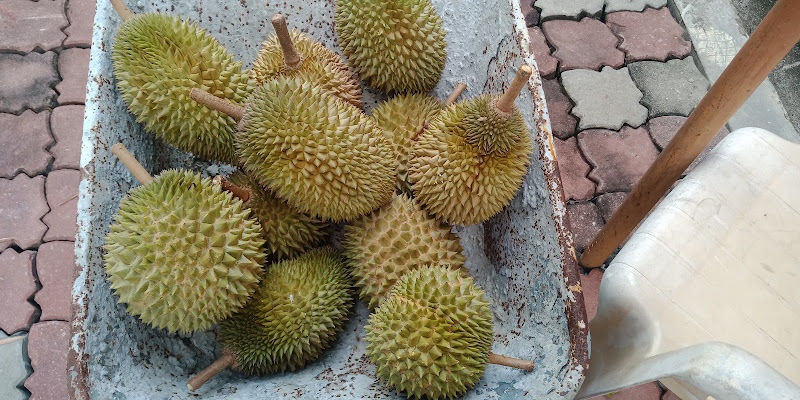 Husae Durian Orchard