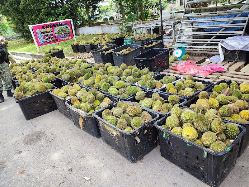 Durian znz agribisnis tangkak