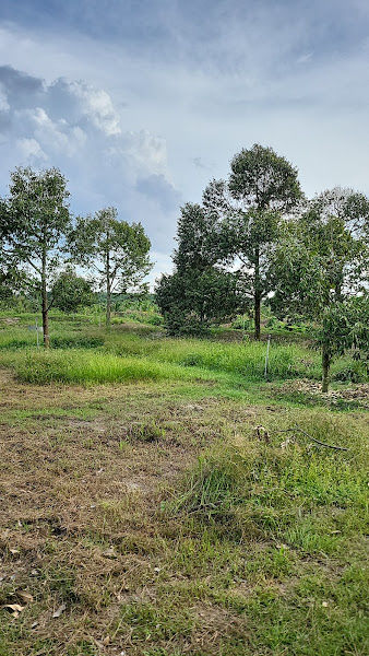 Ah Yang Durian Farm