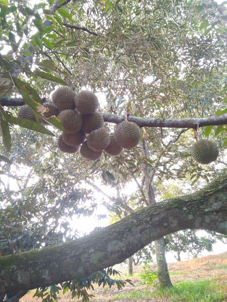 DURIAN KING ASAHAN HAJI ISMAIL