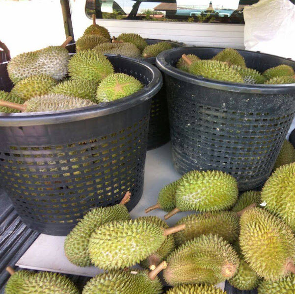 Raub Fruity Durian Farm - 丰收果园