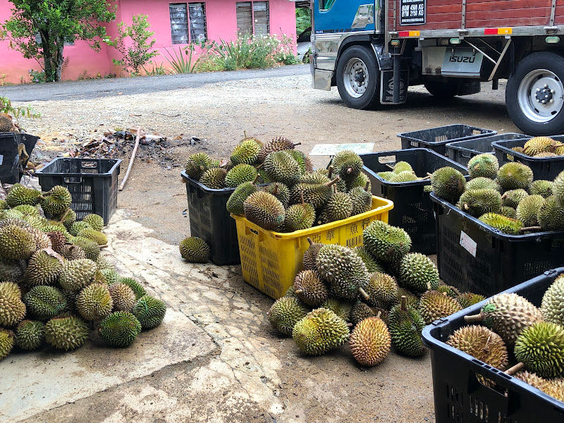 PakngahMan Durian Batu Kurau