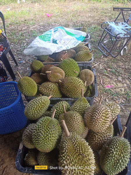 Gerai buah durian kampung wak lee