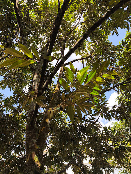 kampung berau tauke durian piktam baha