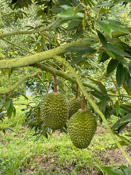 Zhong Shan Durian Eco Farm