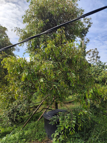 Dusun Durian KOME Kuala Kangsar