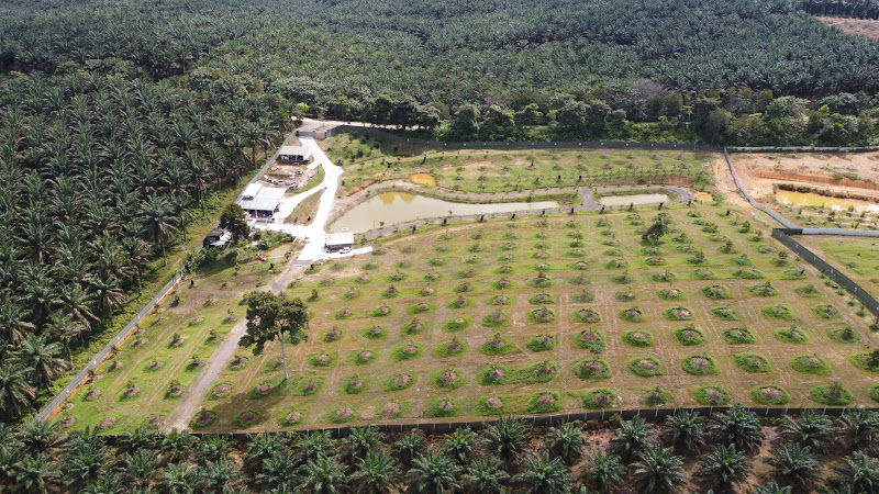 Kebun Kesayangan - Durian & Fruit Farm
