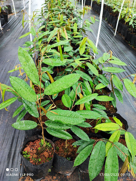 Anak durian kunyit tanah merah