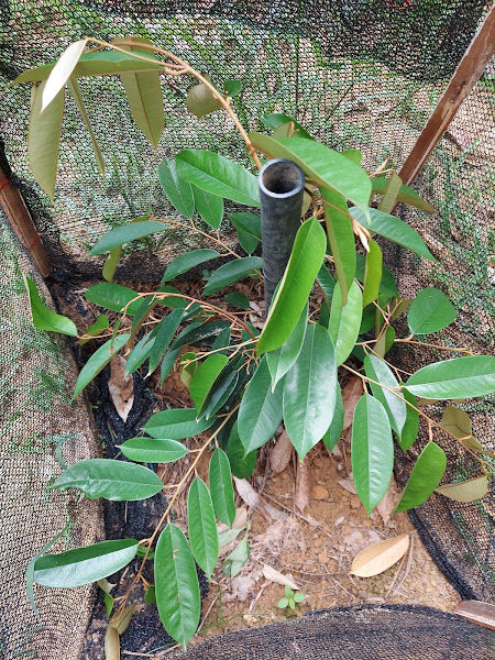 Liaw Durian farm [廖家庄]