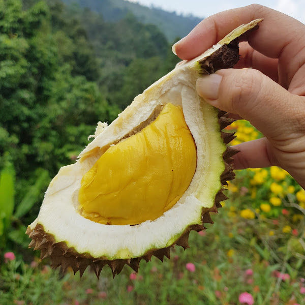 Lam Durian Farm