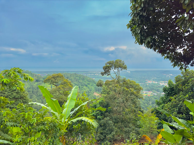 WL 高山果王 榴莲园