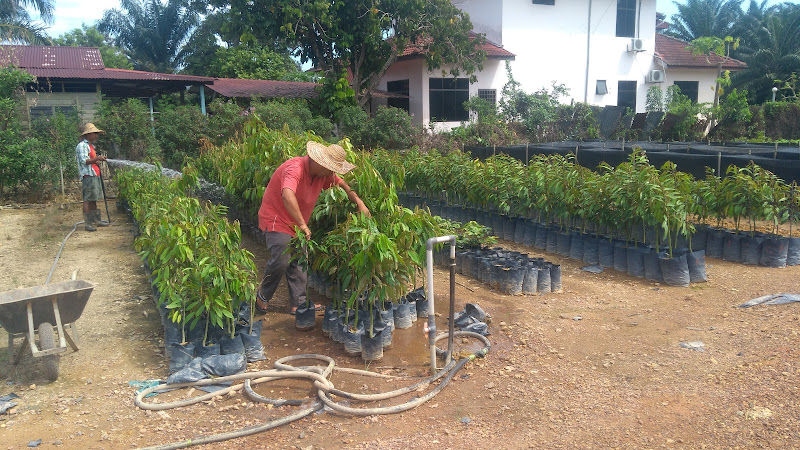 Chang Chun Nursery Benih Durian Buah