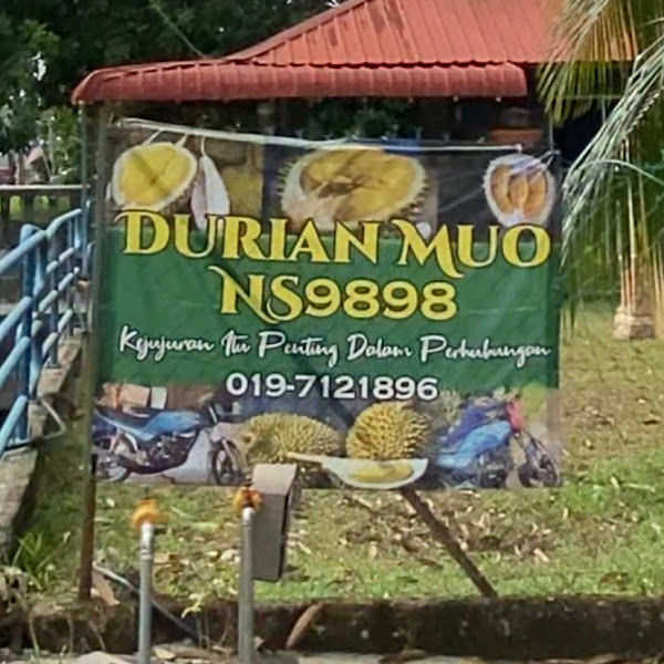 NS9898 Durian Muo
