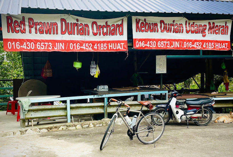 Durian Stall Red Prawns Udang Merah Tanjung Bungah
