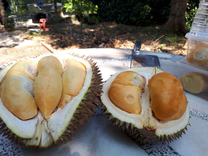 阿九榴莲园 Ah Jiu Durian Orchard