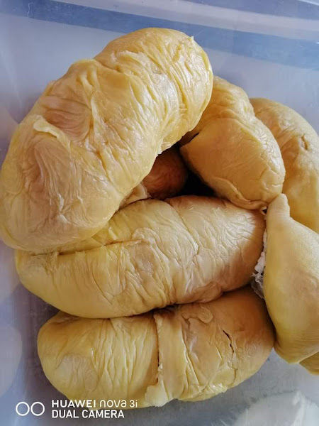 Durian Cemara