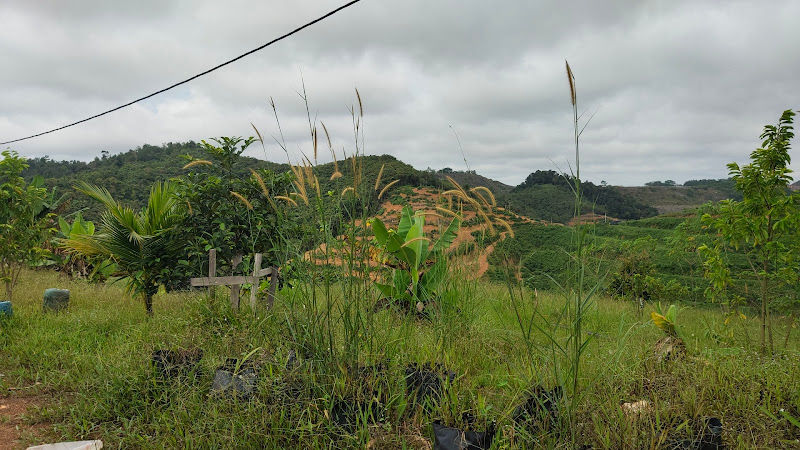 CC Lim Durian Plantation