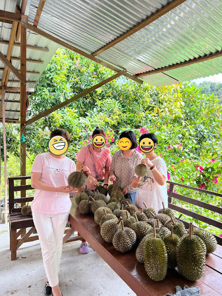 Junjong MK Durian Farm (MK 榴恋坊)