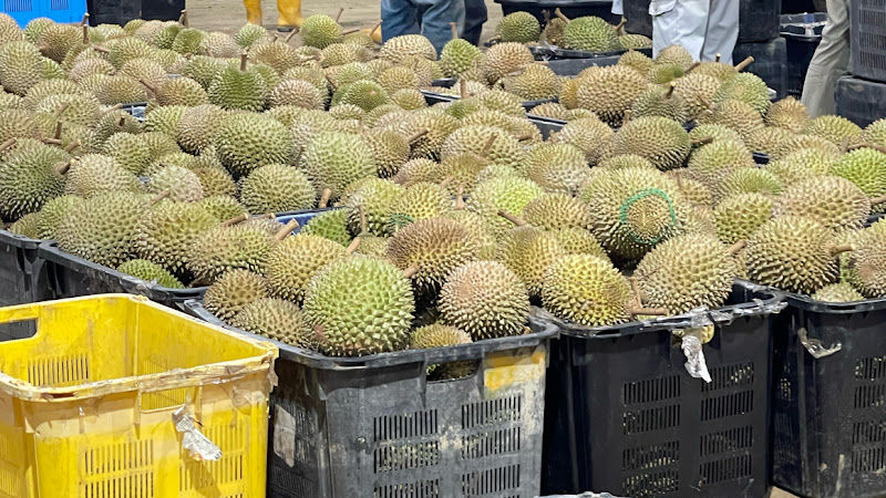 Biji Durian Plantation