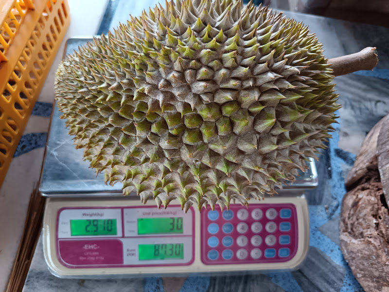 San Durian 汕榴莲