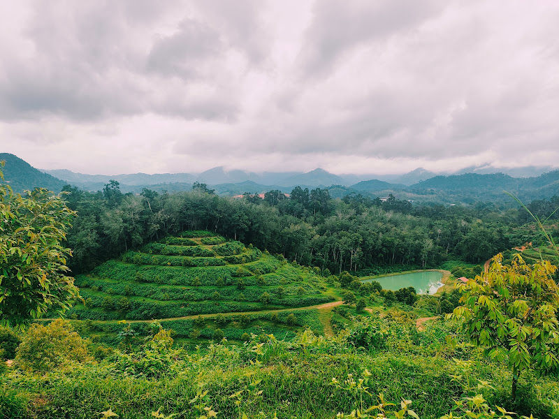Ladang Durian Batu 2