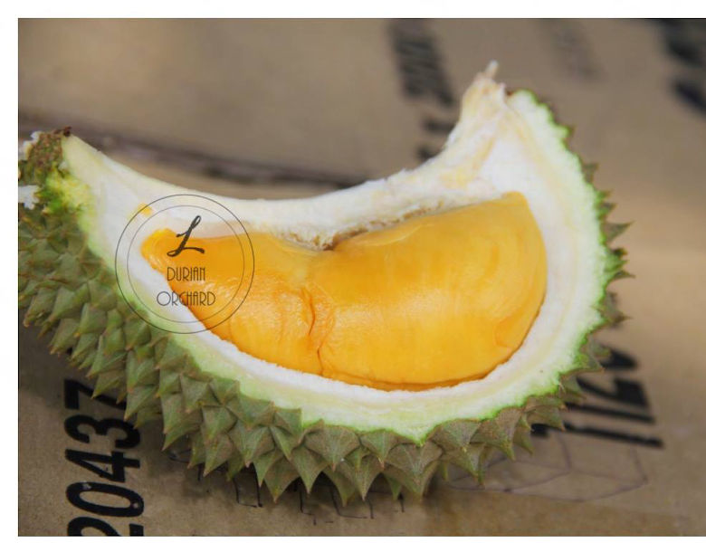 L Durian Orchard