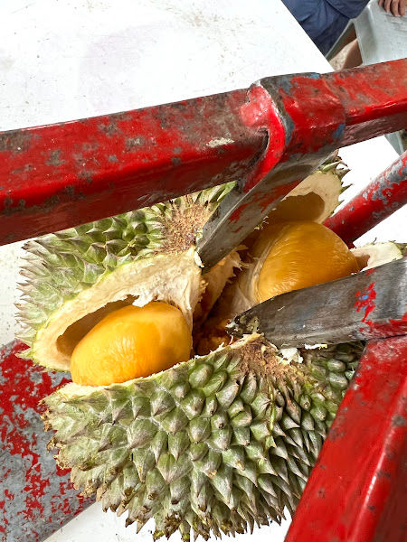 Song Hai's Durian Orchard