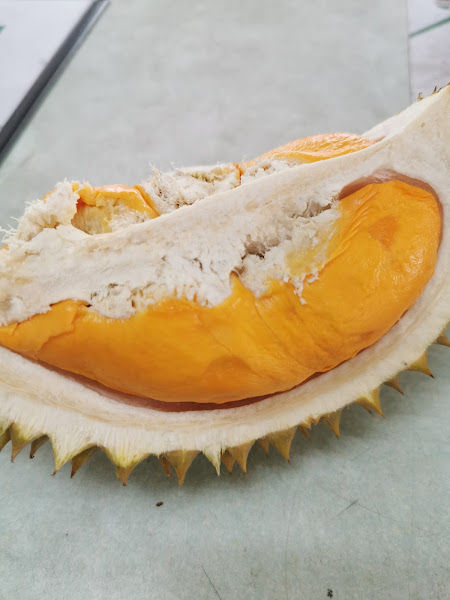 Durian Farm Kuala Kangsar