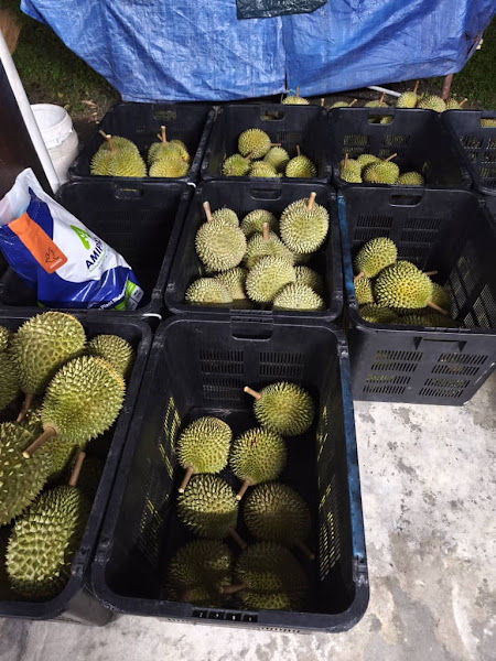 Durian Stesen