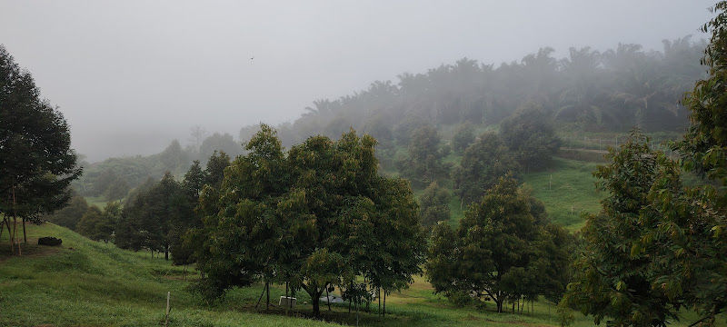 Huang Kuan Durian Farm