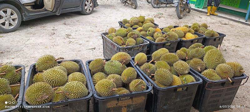 Port Durian Mek Deris Cangkat Lada
