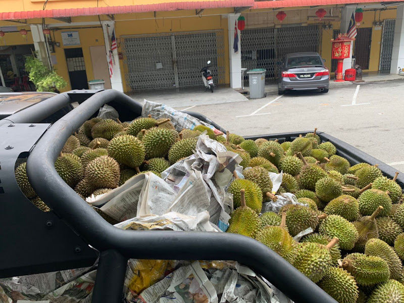 Angah Durian