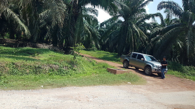 Durian Farm