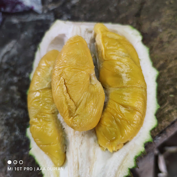 AAA Durian