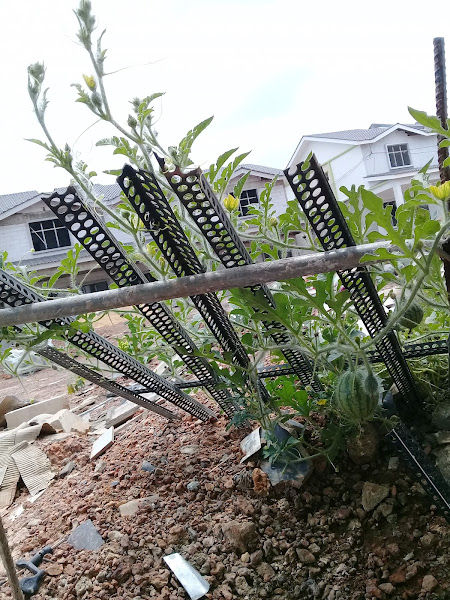 Durian Tunggal Durian Farm