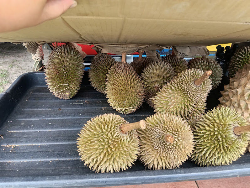 Nansintaro durian (musim durian saja)