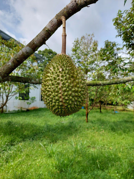 Master Chen Durian Farm 陈老师猫山王