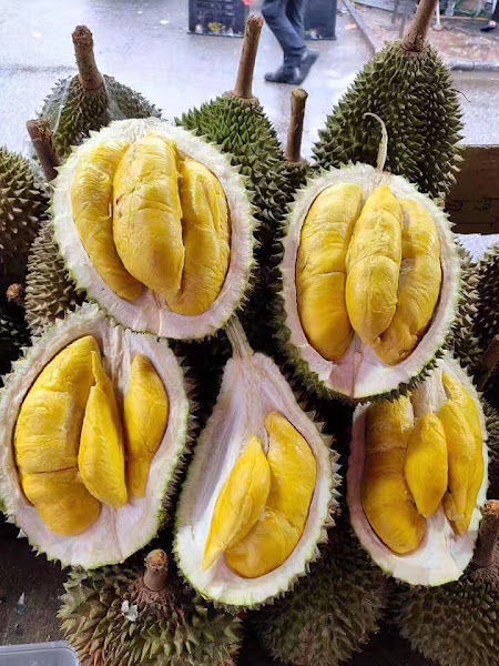 SS2 3333 Durian King