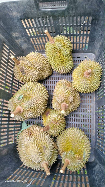 Azaliya Durian Gunung Banjaran Bintang Hijau (LATA BAGI)