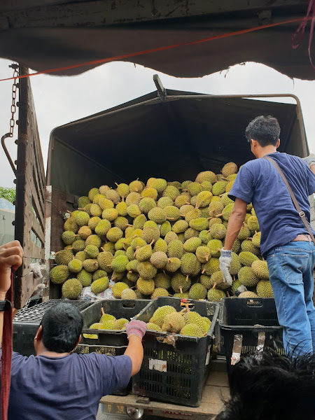 Tapak Durian Power Best