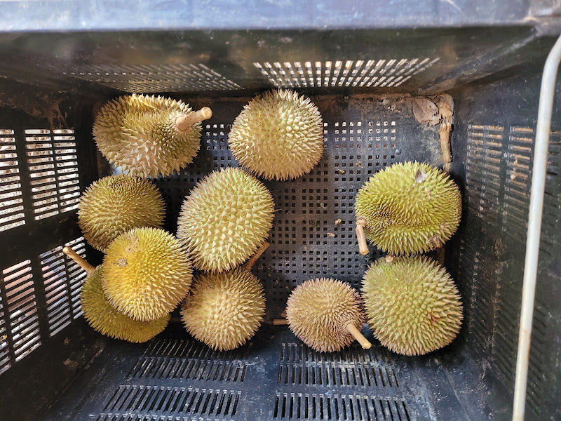 Mt Ophir Durian (Wholesale)