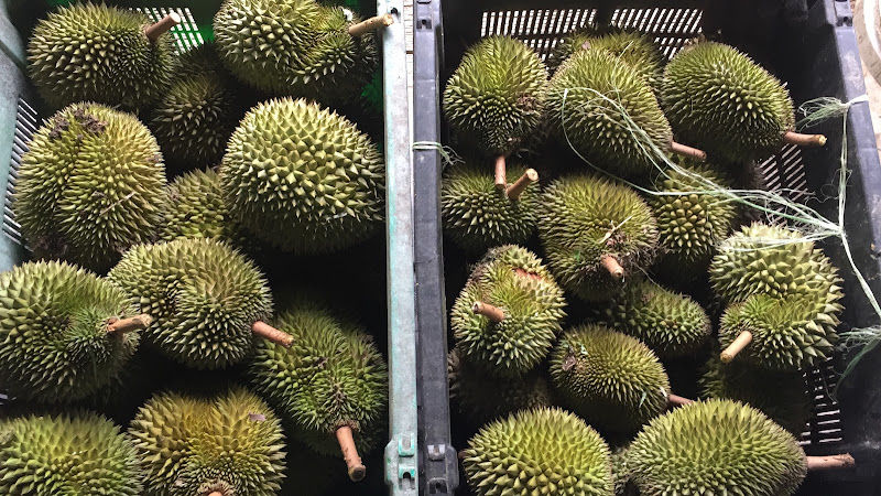 Dusun Durian Dato Sagor