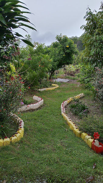 世德(猫山王)榴梿园 KEBUN DURIAN MUSANG KING LOT 2788