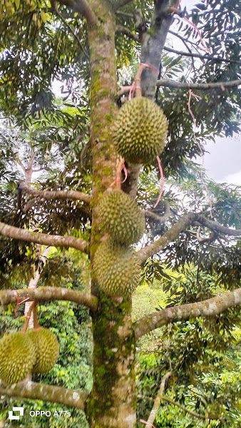 DUSUN DURIAN HALIM