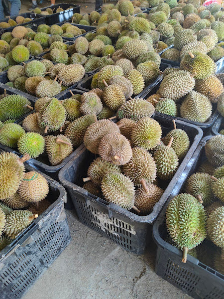 Port Durian Kampong Perak Batu Kurau